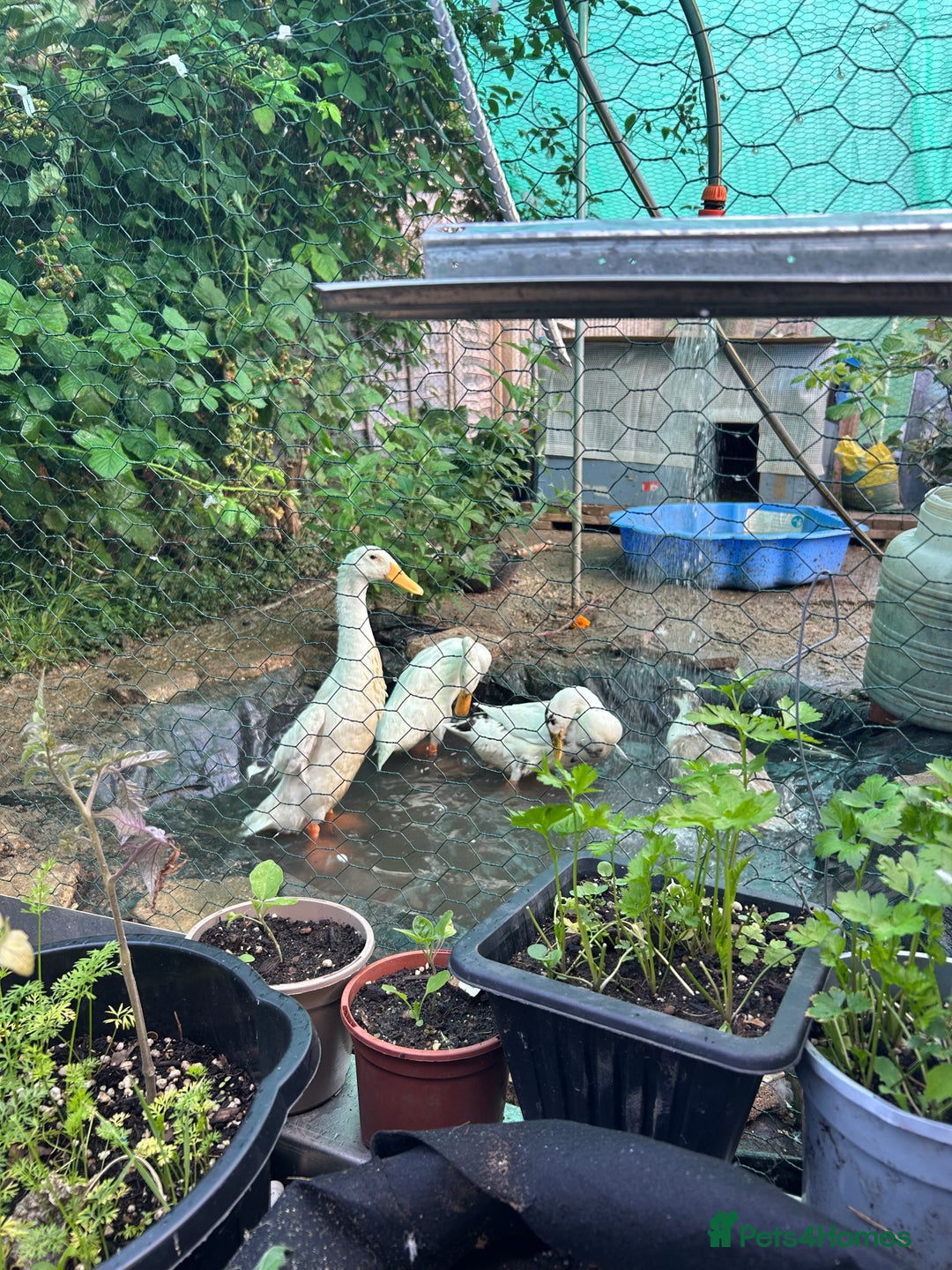 Ducks poultry for sale: 2 white runners - Image 3