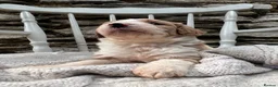 Bordoodle dogs for sale: Amazing collie-poos - Advert 16