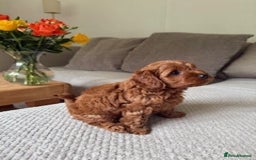 Cavapoo dogs for sale: Beautiful Litter Of F2b Cavapoos - Image 21