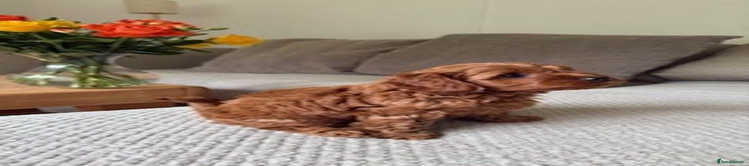 Cavapoo Puppy 3