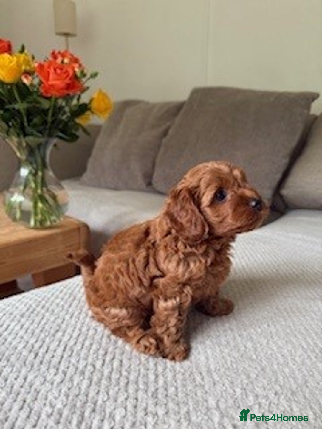 Cavapoo dogs for sale: Beautiful Litter Of F2b Cavapoos - Image 21
