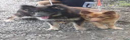 German Shepherd dogs for sale: ✨⭐️RARE German shepherd puppies⭐️✨ - Advert 9