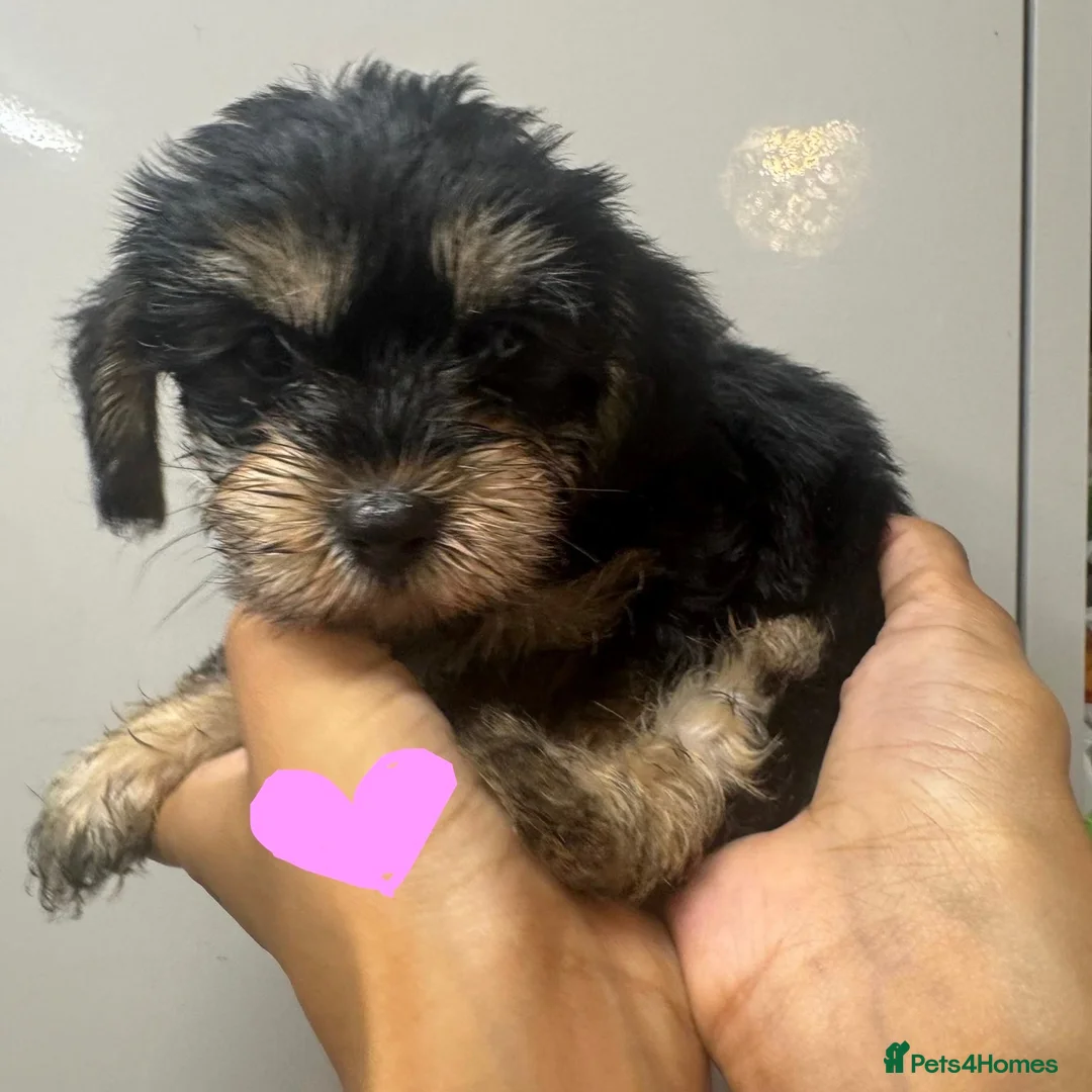 Mixed Breed dogs for sale: 4 Yorkie X cockapoo pups for sale in Harrow - Advert 8