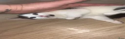 Mixed Breed cats for sale: Beautiful kittens  - Advert 7