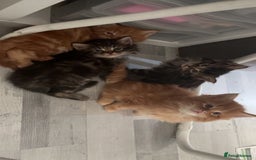 Maine Coon cats for sale: 5 gorgeous 3/4 Maine coon babys - Image 23