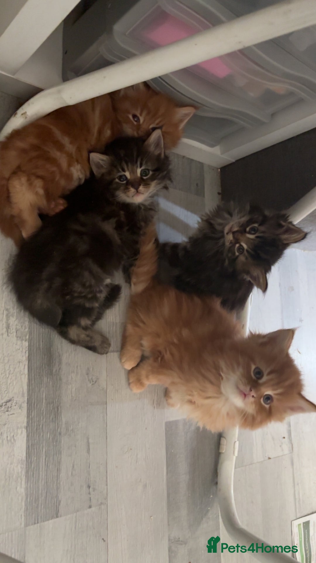 Maine Coon cats for sale: 5 gorgeous 3/4 Maine coon babys - Image 23