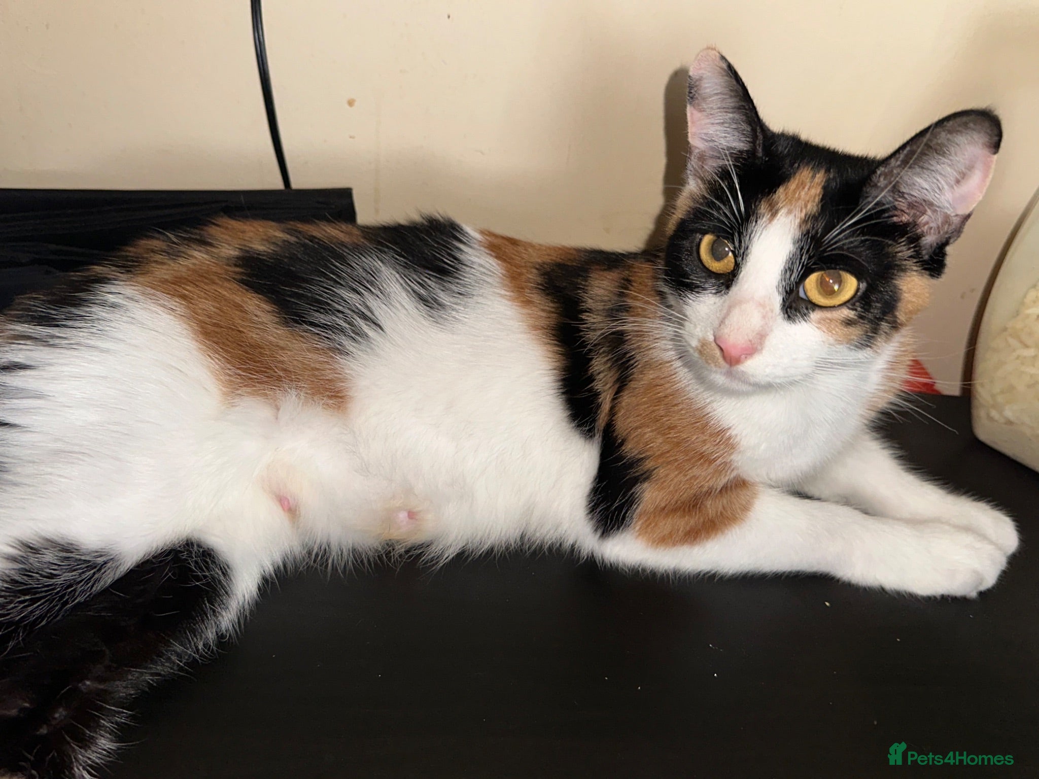 Mixed Breed cats Baby Mochi and Micah ❤️❤️ - Advert 1