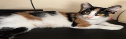 Mixed Breed cats for sale: Baby Mochi and Micah ❤️❤️ - Advert 1