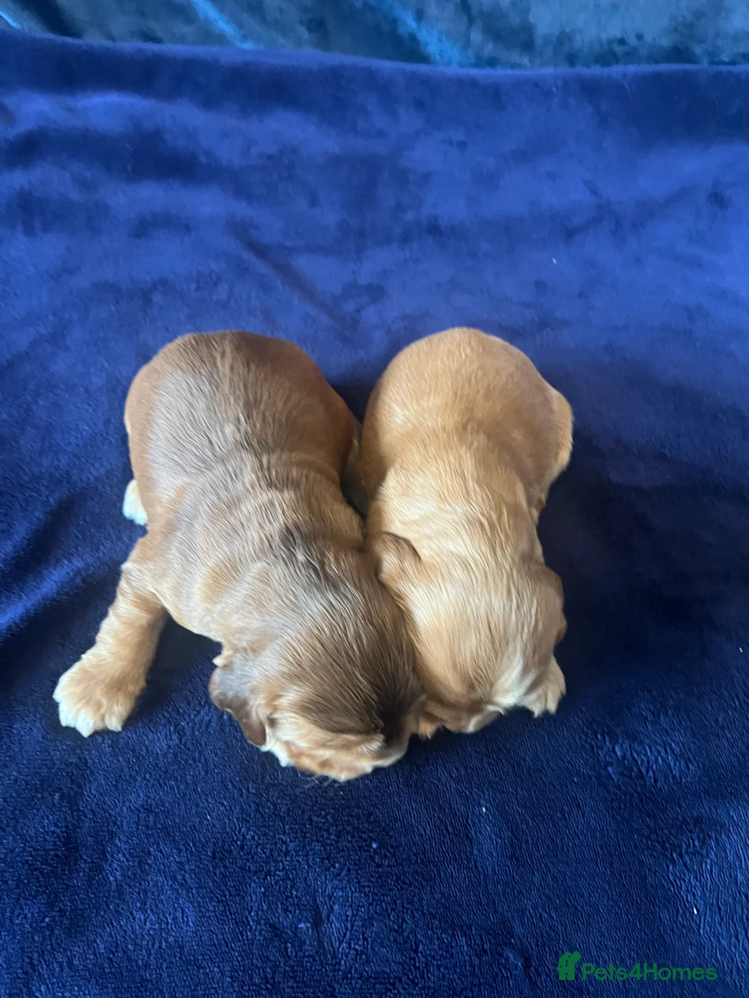 Cocker Spaniel dogs for sale: KC REG SHOW TYPE. HEALTH TESTED PARENTS  - Advert 2