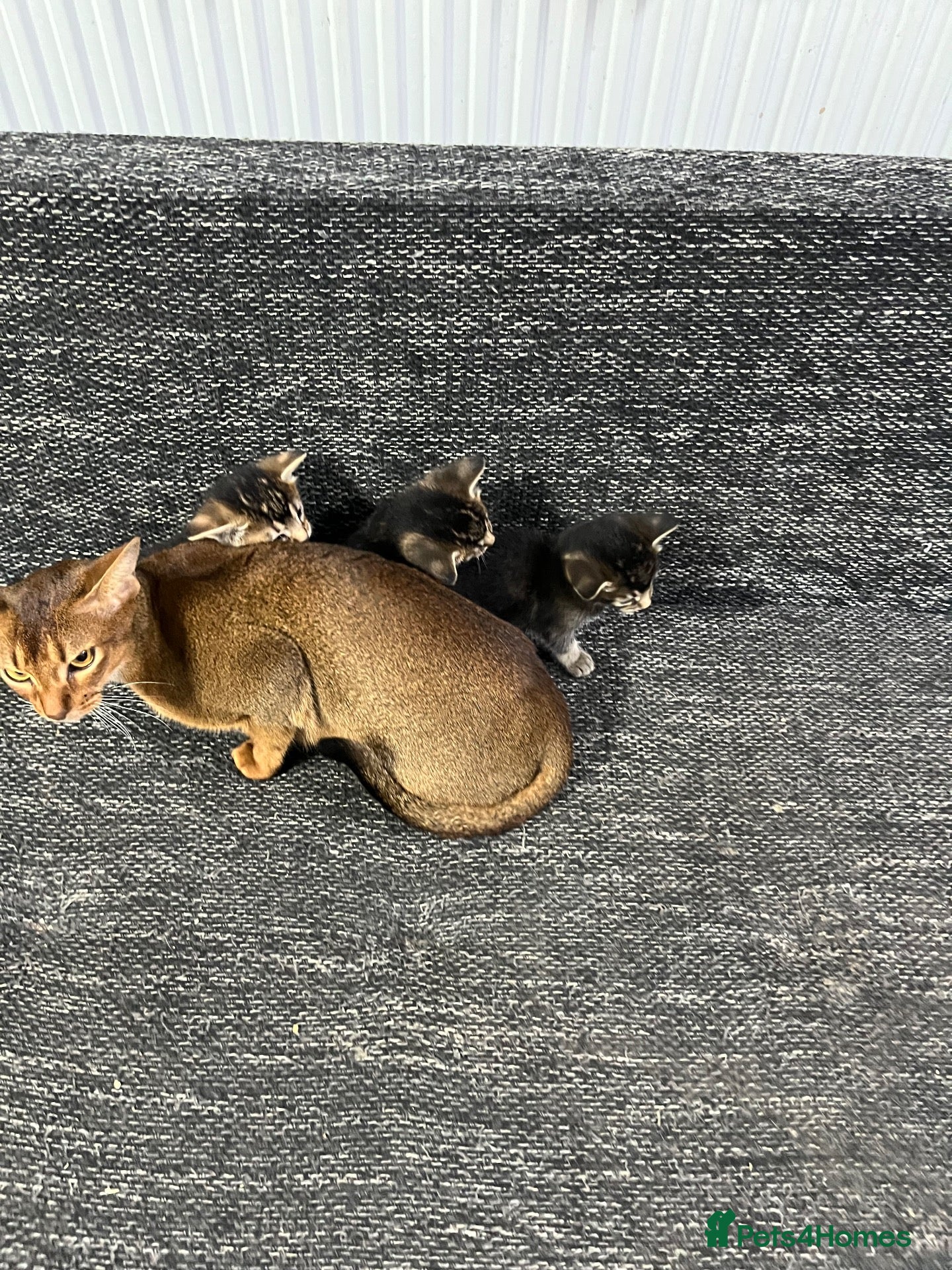 Mixed Breed cats 🐾 Three Little Paws Looking for Loving Homes ❤ - Advert 1