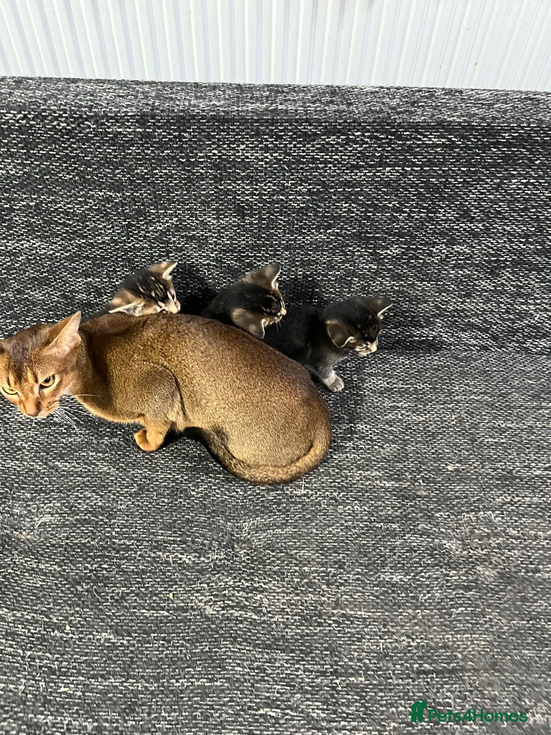 Mixed Breed cats for sale: 🐾 Three Little Paws Looking for Loving Homes ❤ - Advert 1