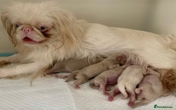 Pekingese dogs for sale: Pink Pekingese puppies  - Advert 2