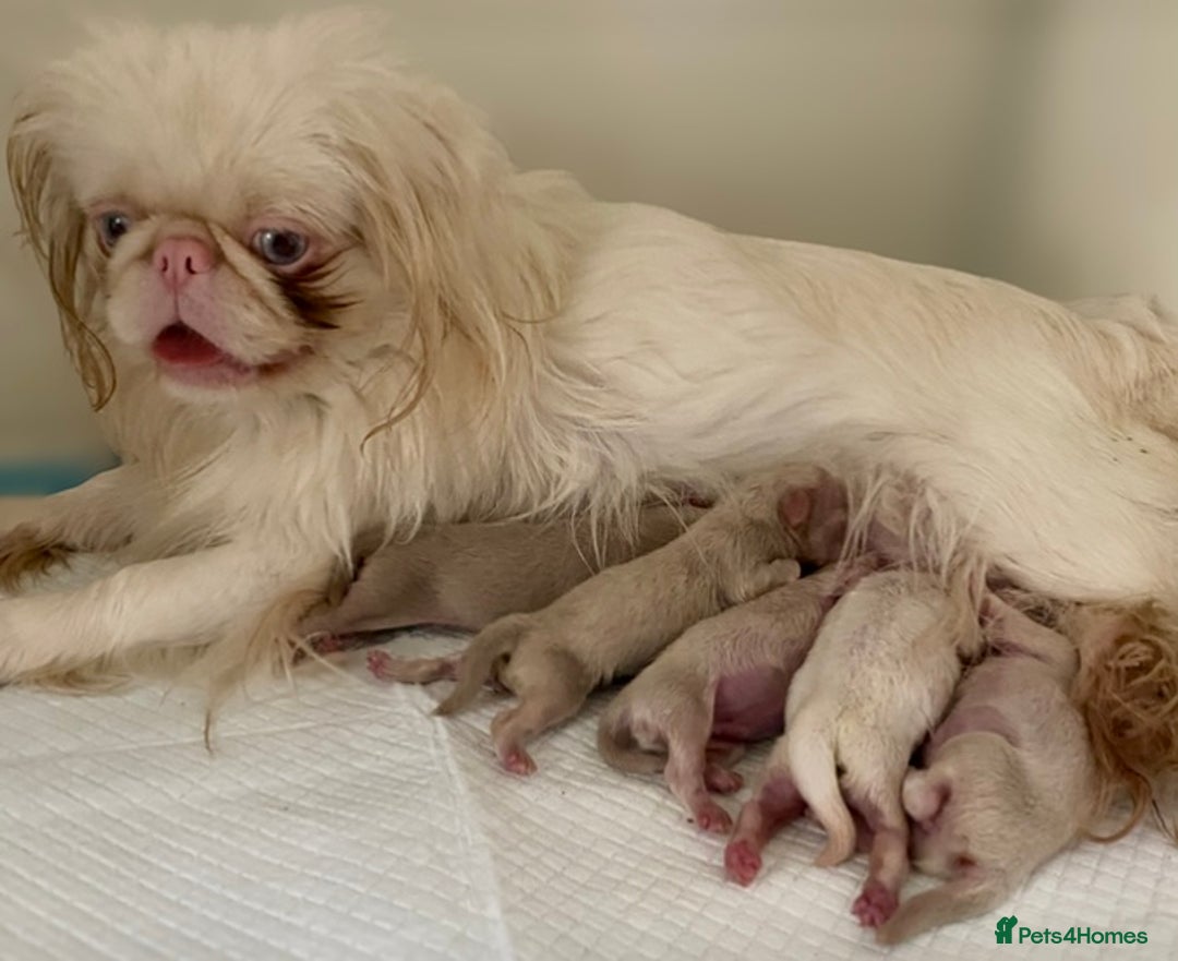 Pekingese dogs for sale: Pink Pekingese puppies  - Advert 2