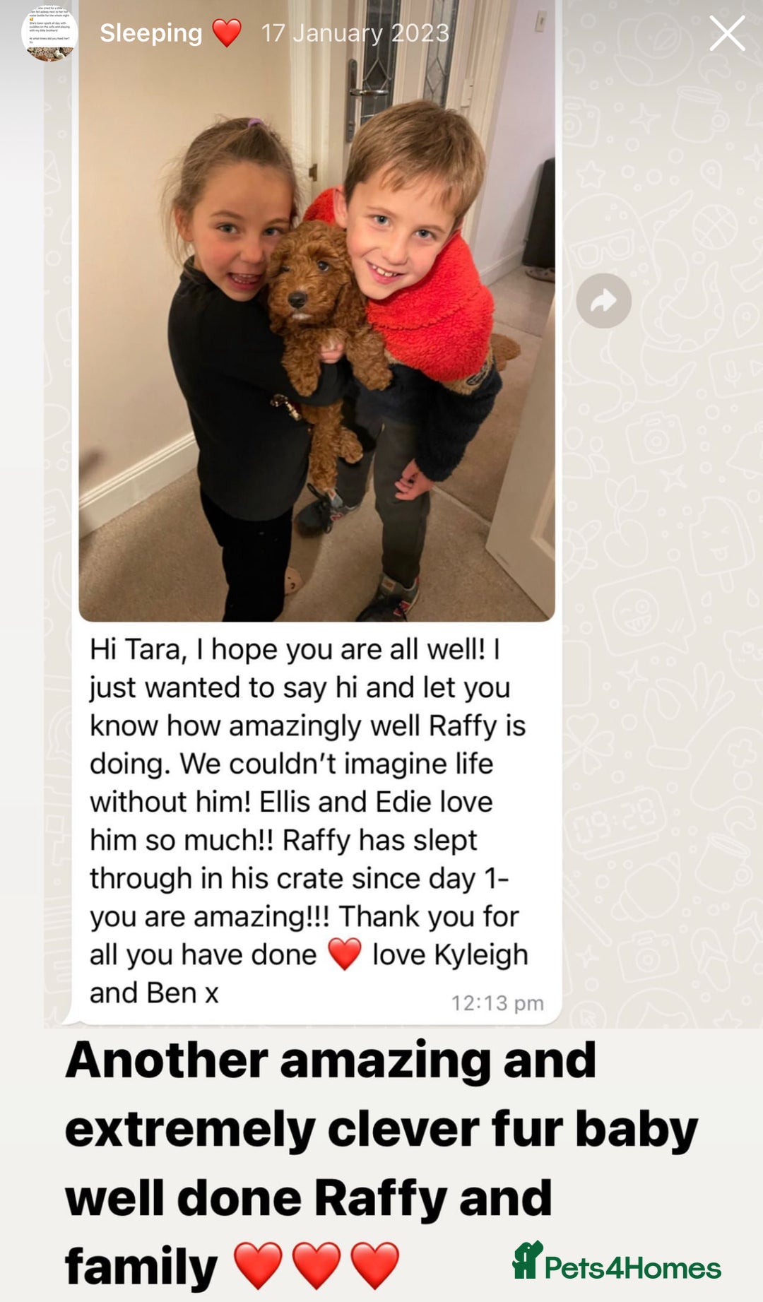 Cavapoo dogs for sale: Extensively Health Tested F1b Cavapoo Puppies  - Advert 25