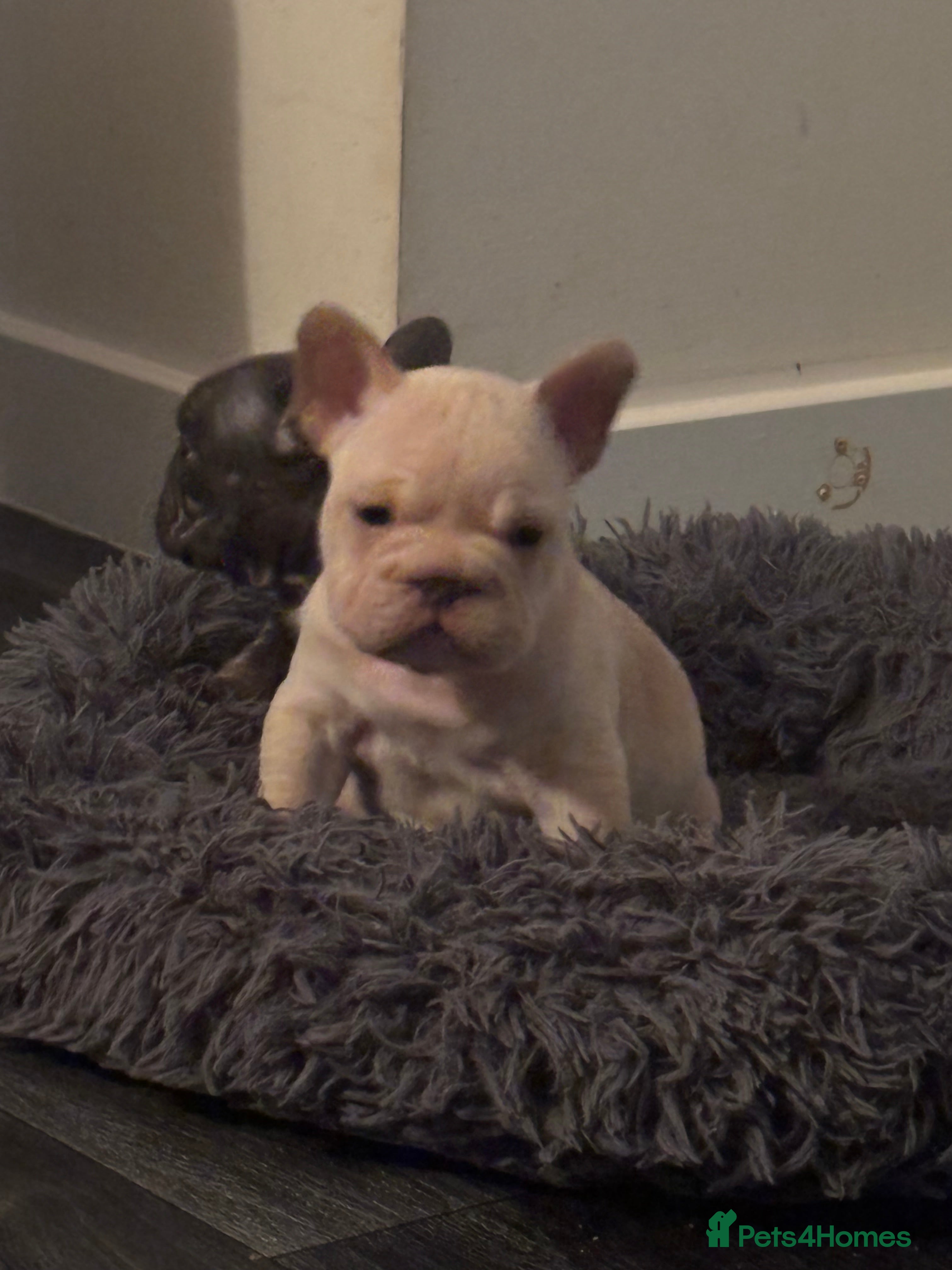 French Bulldog dogs French bulldog puppies  - Advert 14