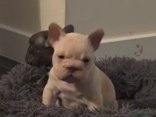 French Bulldog dogs French bulldog puppies - Advert 14