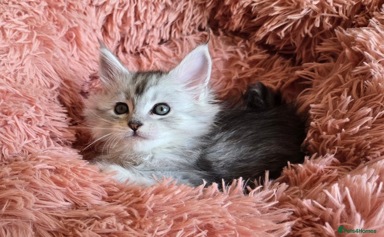 Maine Coon cats - Advert 1