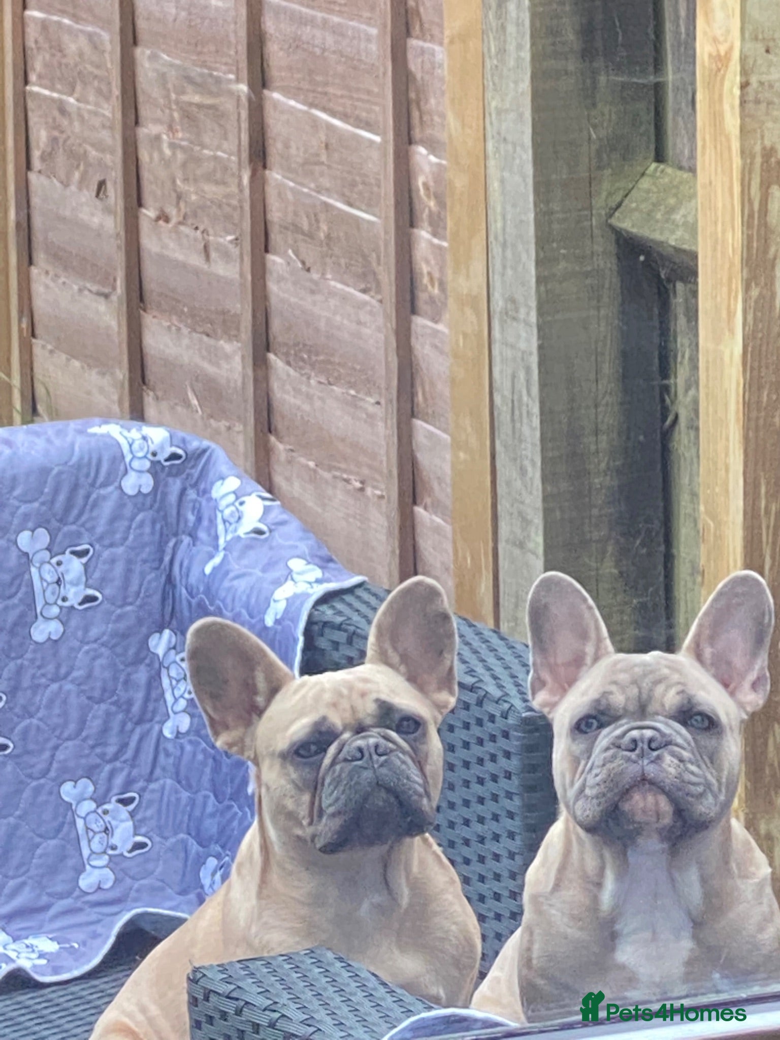 French Bulldog dogs Blue fawn KC registered French bulldog  - Advert 9