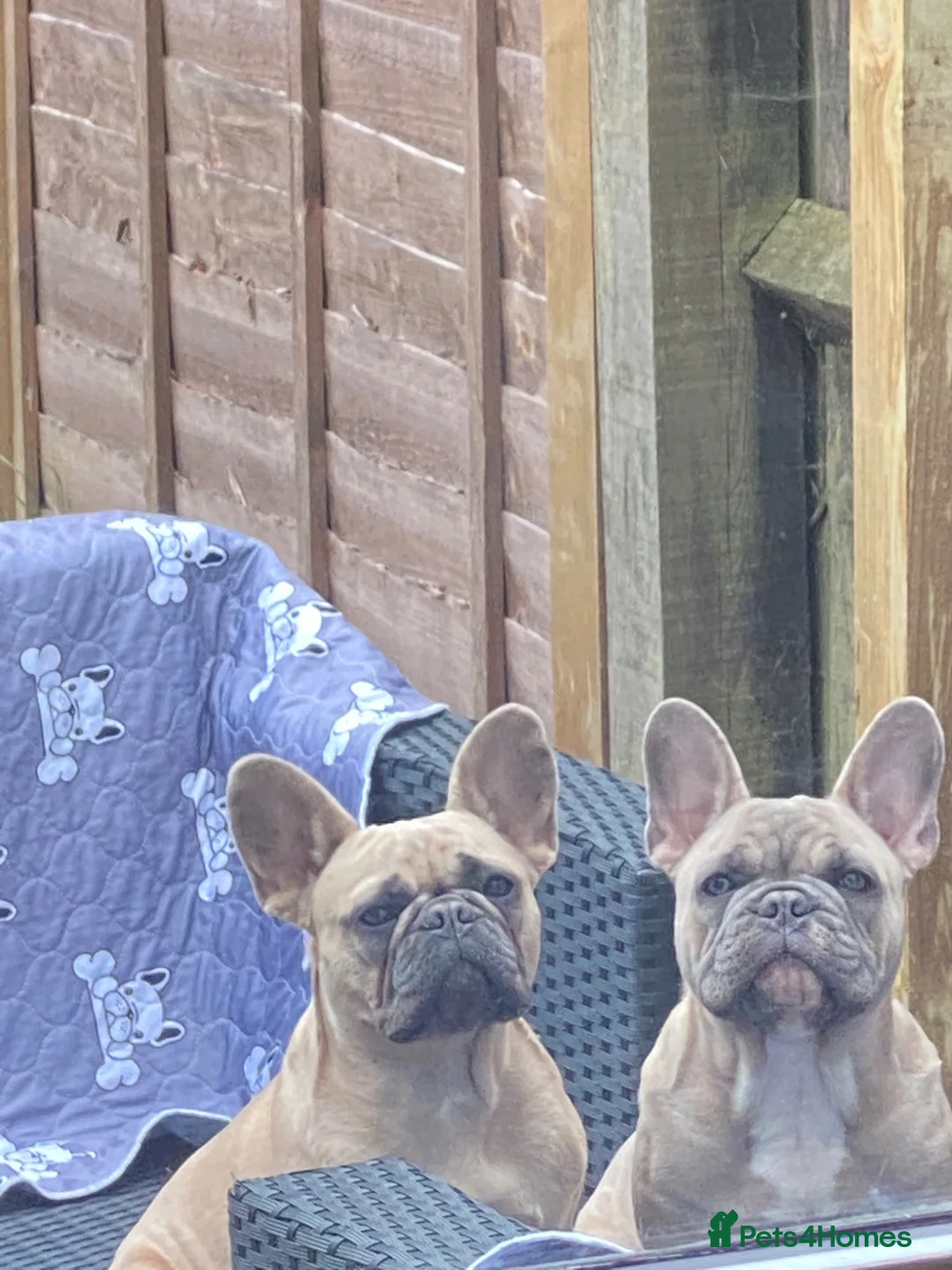 French Bulldog dogs for sale: Blue fawn KC registered French bulldog  - Advert 1