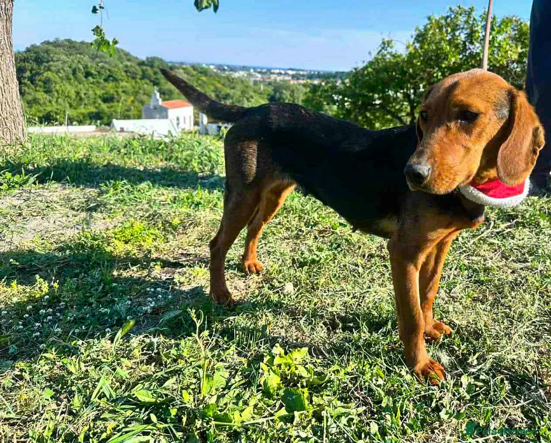 Mixed Breed dogs for adoption: Lena! - Advert 1