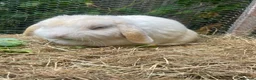 Mini Lop rabbits for sale: Adult Females + Males & Baby Male Rabbits  - Advert 13