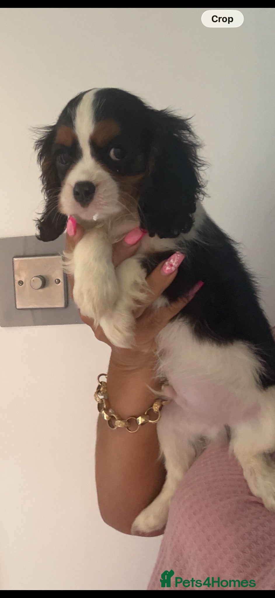 Cavalier King Charles Spaniel dogs Royal kennel club cavalier puppies dna clear - Advert 2