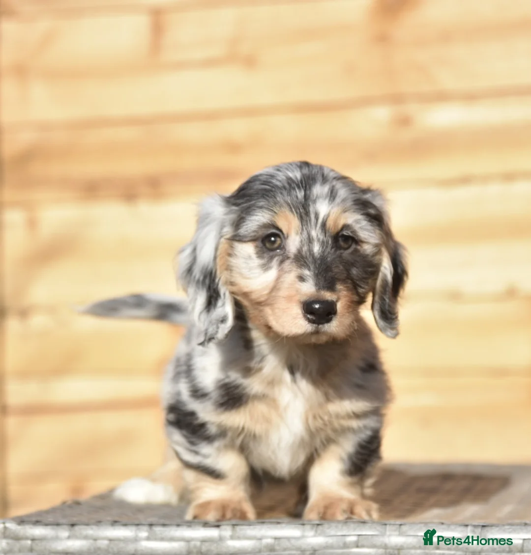 Dachshund dogs for sale: Adorable dachshund litter - Advert 8