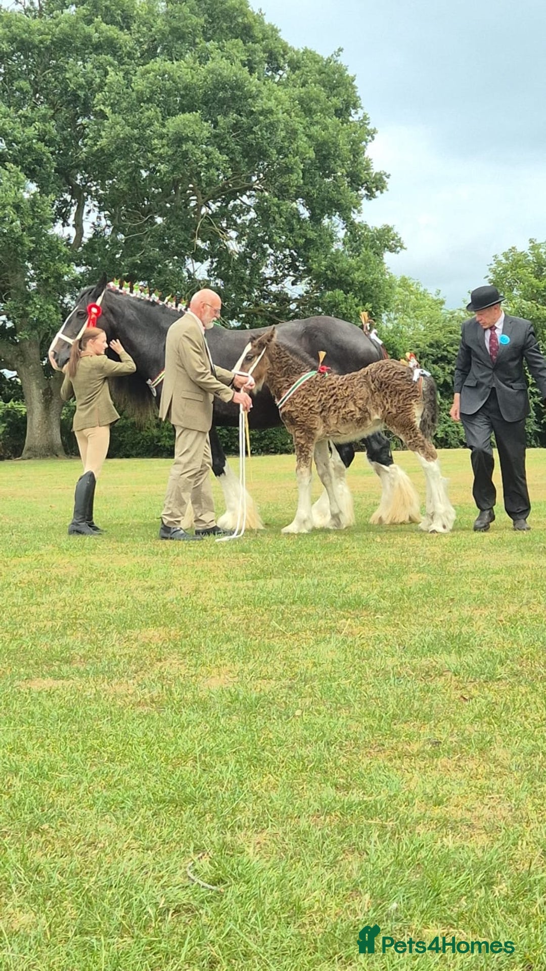 Shire horses for sale: Barnsbridge Wilbur Colt Shire foal - Image 6