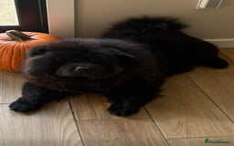 Chow Chow dogs for sale: Outstanding 3 beautiful chow pups - Image 3