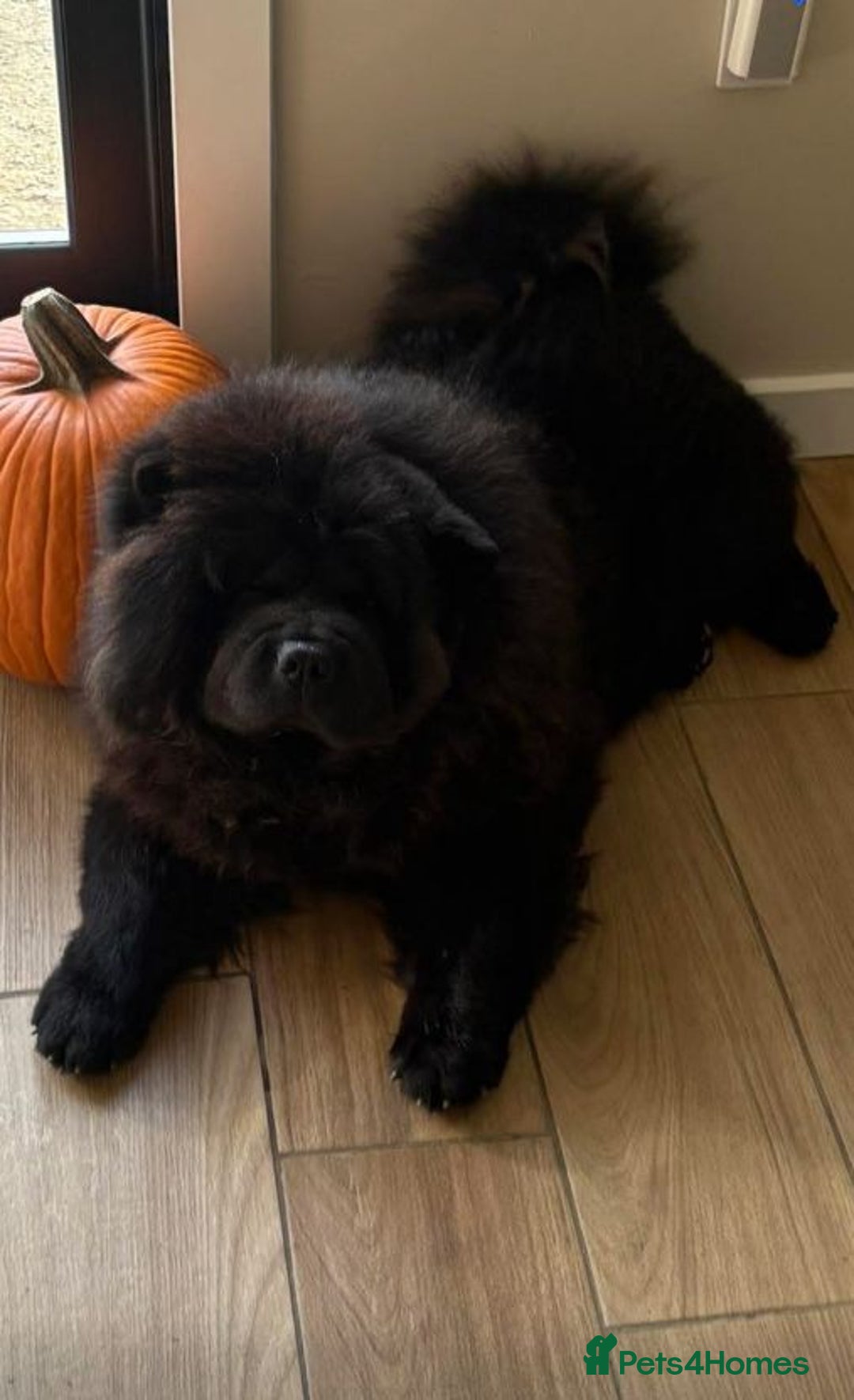 Chow Chow dogs for sale: Outstanding 3 beautiful chow pups - Image 3