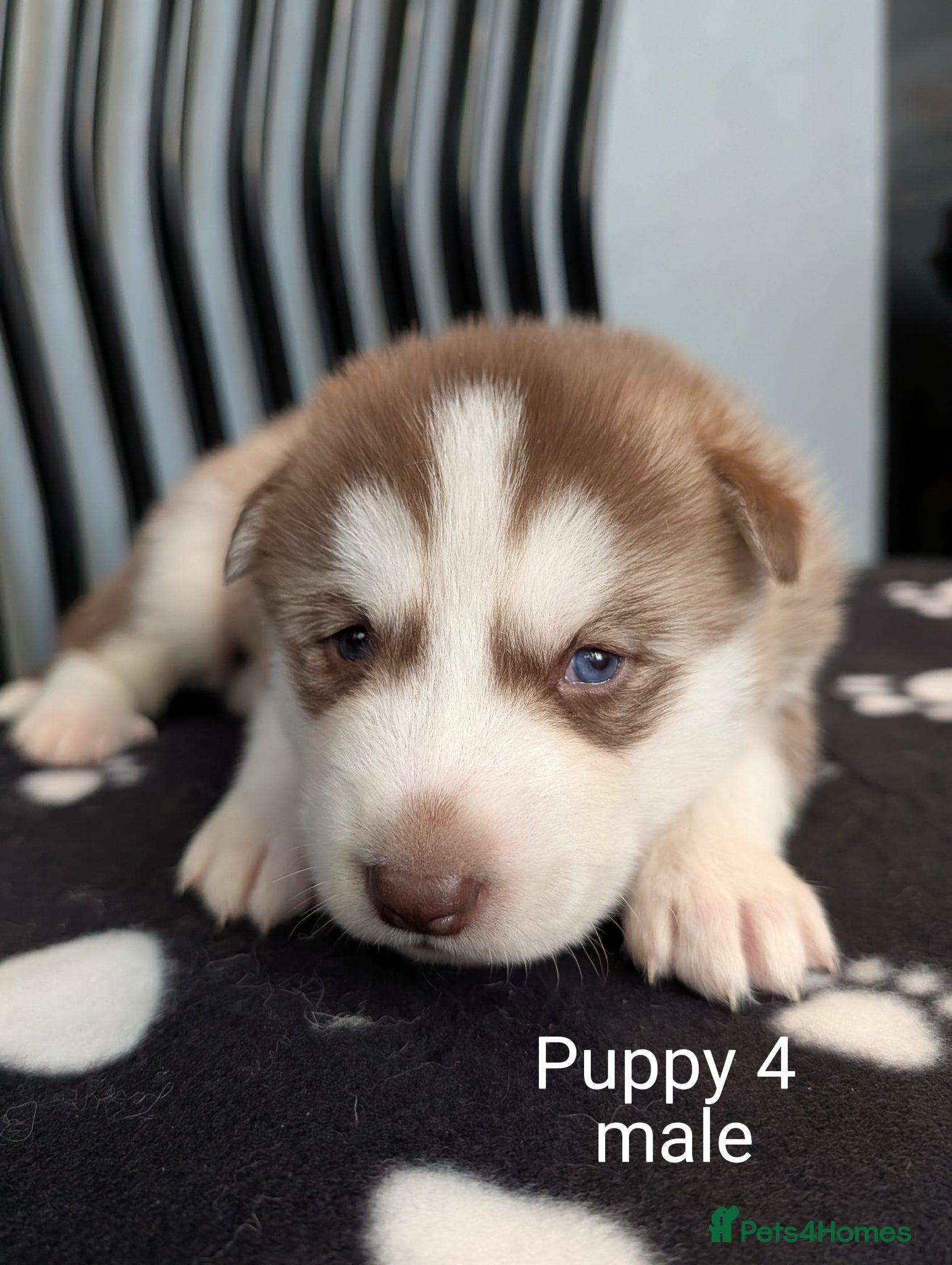 Siberian Husky dogs Beautiful Siberian Husky (all with Blue eyes) - Advert 2