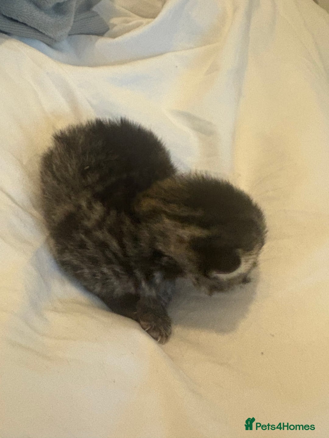 Scottish Fold cats for sale: Rare Scottish Fold - Nebelung Kittens in Liverpool - Advert 7