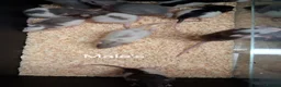 Rat rodents for sale: Baby Dumbo Rat's  - Advert 12