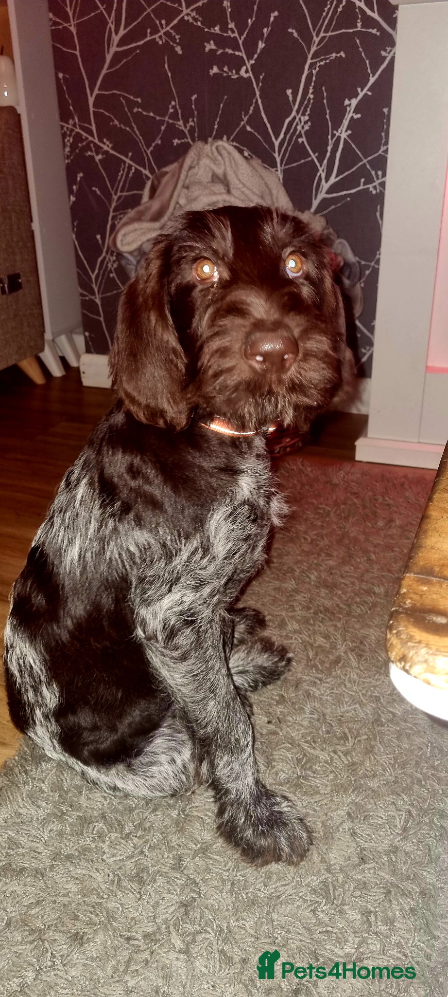 German Wirehaired Pointer dogs Female for sale  - Advert 4