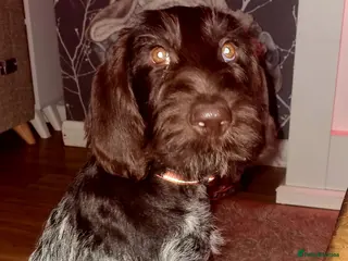 German Wirehaired Pointer dogs Female for sale - Advert 5