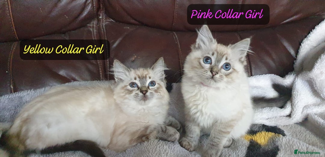 Ragdoll cats for sale: Beautiful GCCF Registered Ragdoll Kittens. - Image 5