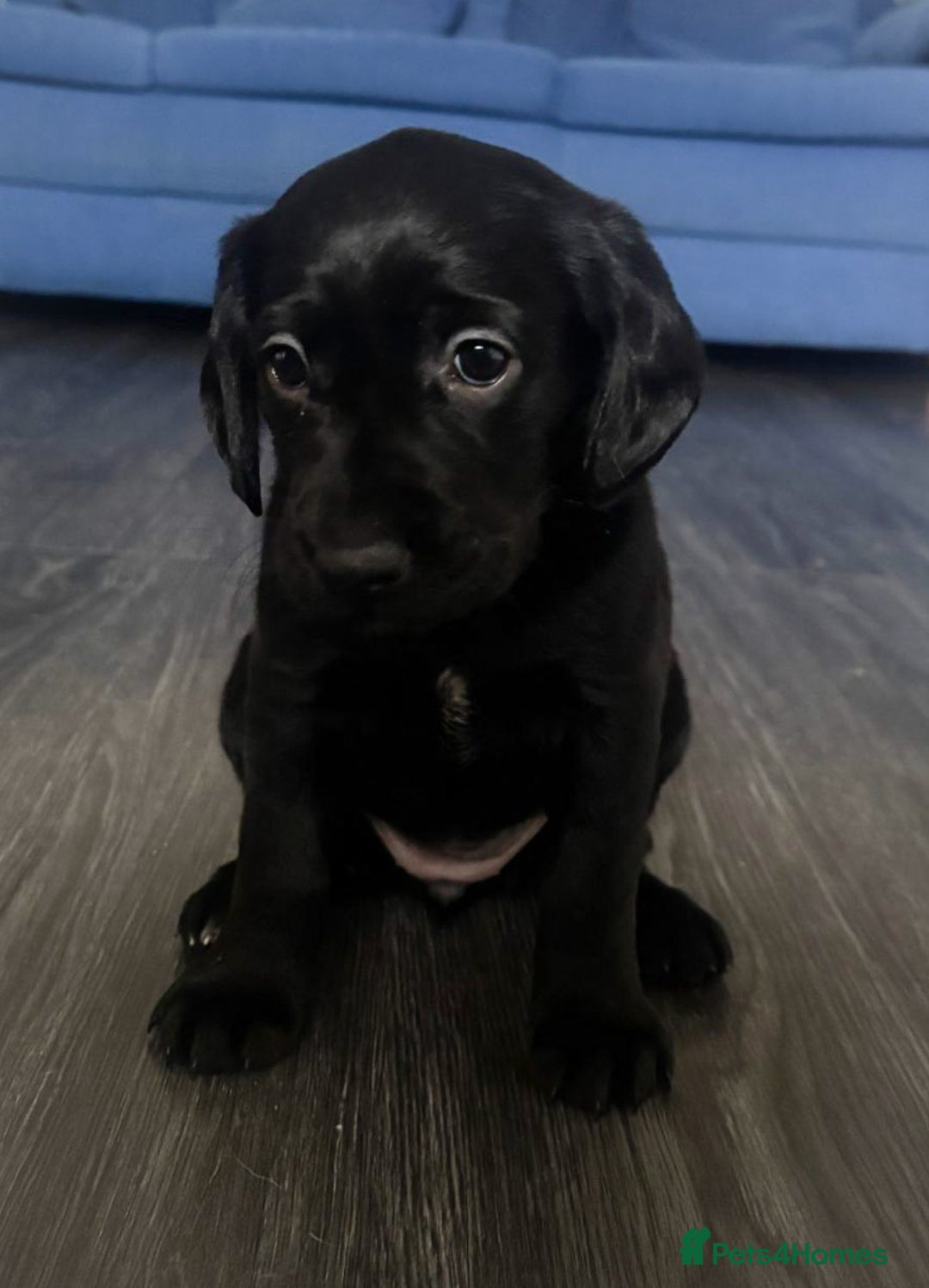 Cockerdor dogs for sale: Beautiful Female Cockador Puppy - Advert 1