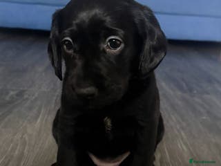 Cockerdor dogs Beautiful Female Cockador Puppy - Advert 10