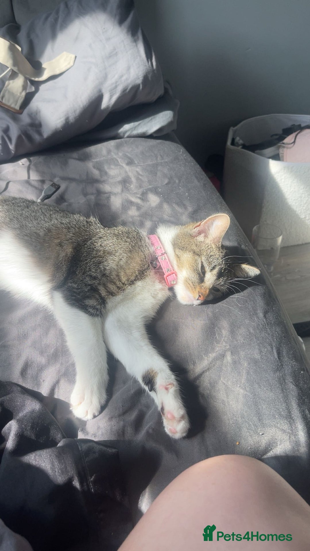 American Shorthair cats for sale: Cat for sale - Image 2