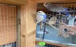 Budgerigars birds for sale: Baby budgies aviary bred  - Advert 4