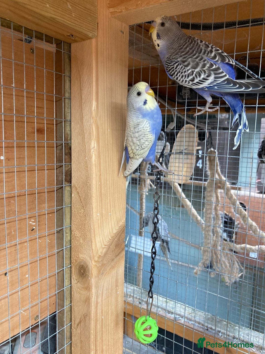 Budgerigars birds for sale: Baby budgies aviary bred  - Advert 4