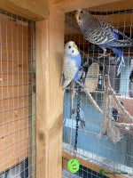 Budgerigars birds Baby budgies aviary bred - Advert 6