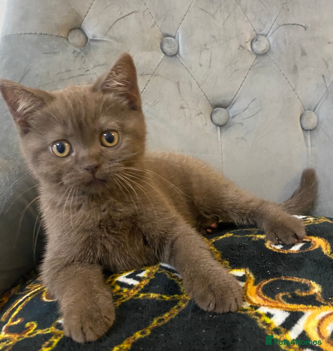 British Shorthair cats for sale: British Shorthair Gorgeous BROWN GIRL READY NOW - Image 7