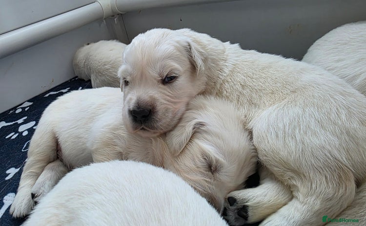Golden Retriever dogs - Advert 5