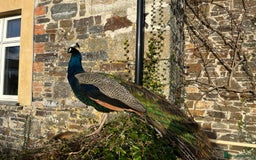 Peafowl poultry for sale: Peacock + Peahen 3 year old couple for sale - Image 4