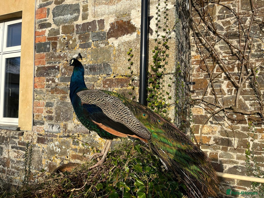 Peafowl poultry for sale: Peacock + Peahen 3 year old couple for sale - Image 4