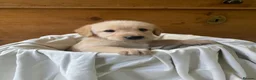 Labradoodle dogs for sale: Miniature Labradoodle  - Advert 10