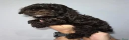 Cockapoo dogs for sale: Chocolate DNA Health Tested Cockapoos  - Advert 12