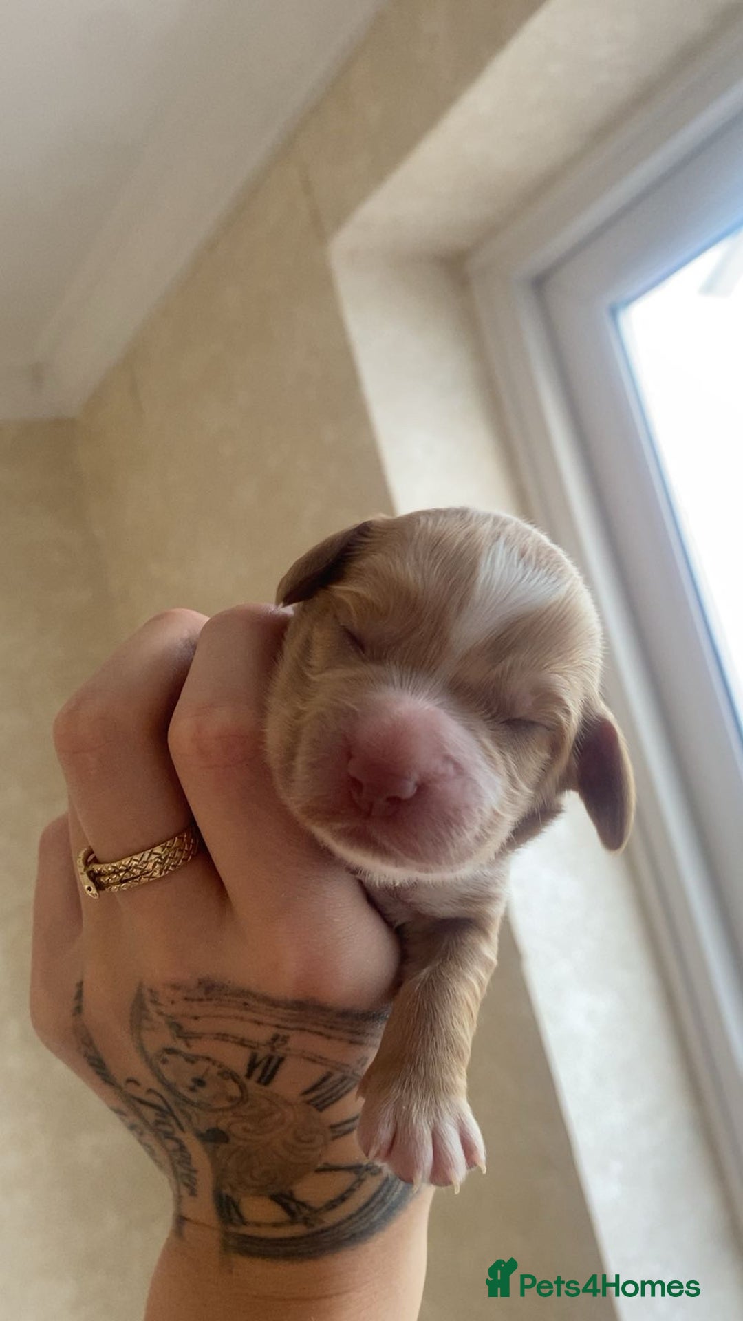 Sprocker dogs for sale: Healthy Springer Spaniel Pups  - Advert 6