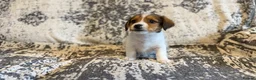 Jack Russell dogs for sale: Jack Russel puppies in Manchester - Advert 17